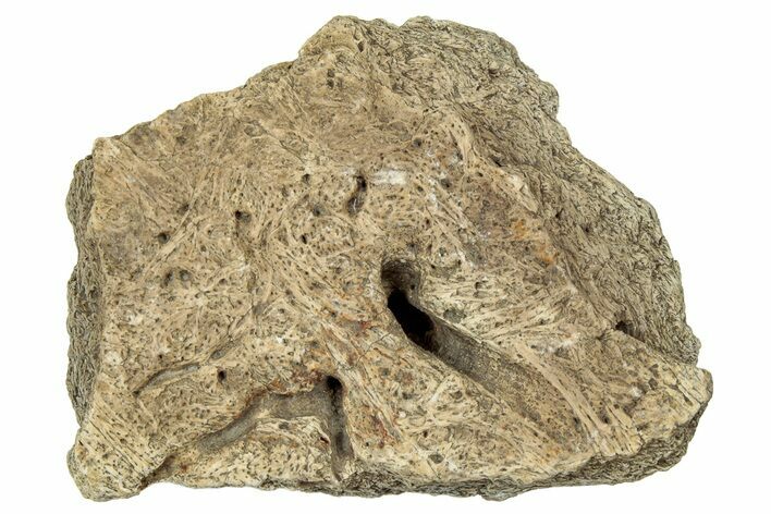 Dinosaur (Triceratops) Frill Shield Section - Montana #330131